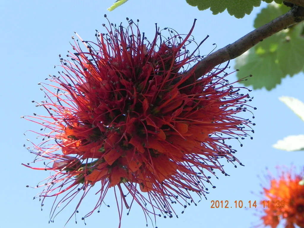 Greyia Sutherlandii
