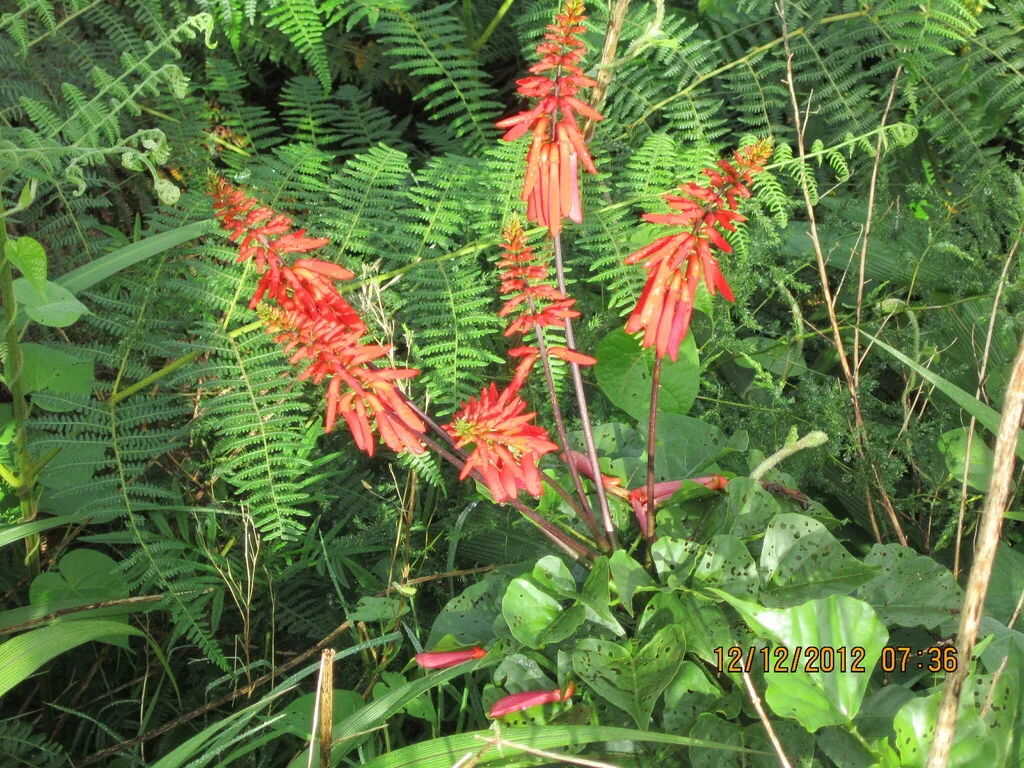 Erythrina Humeana