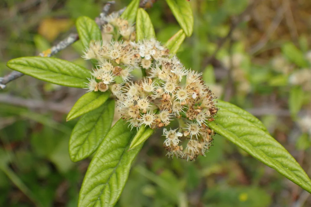 Cotoneaster Salicifolius
