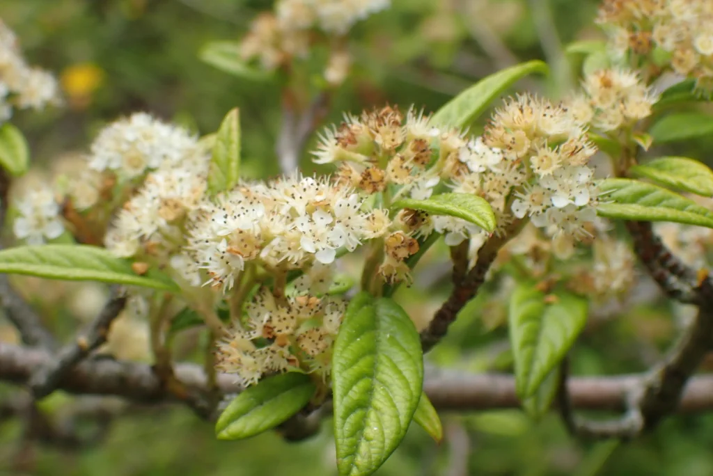 Cotoneaster Salicifolius