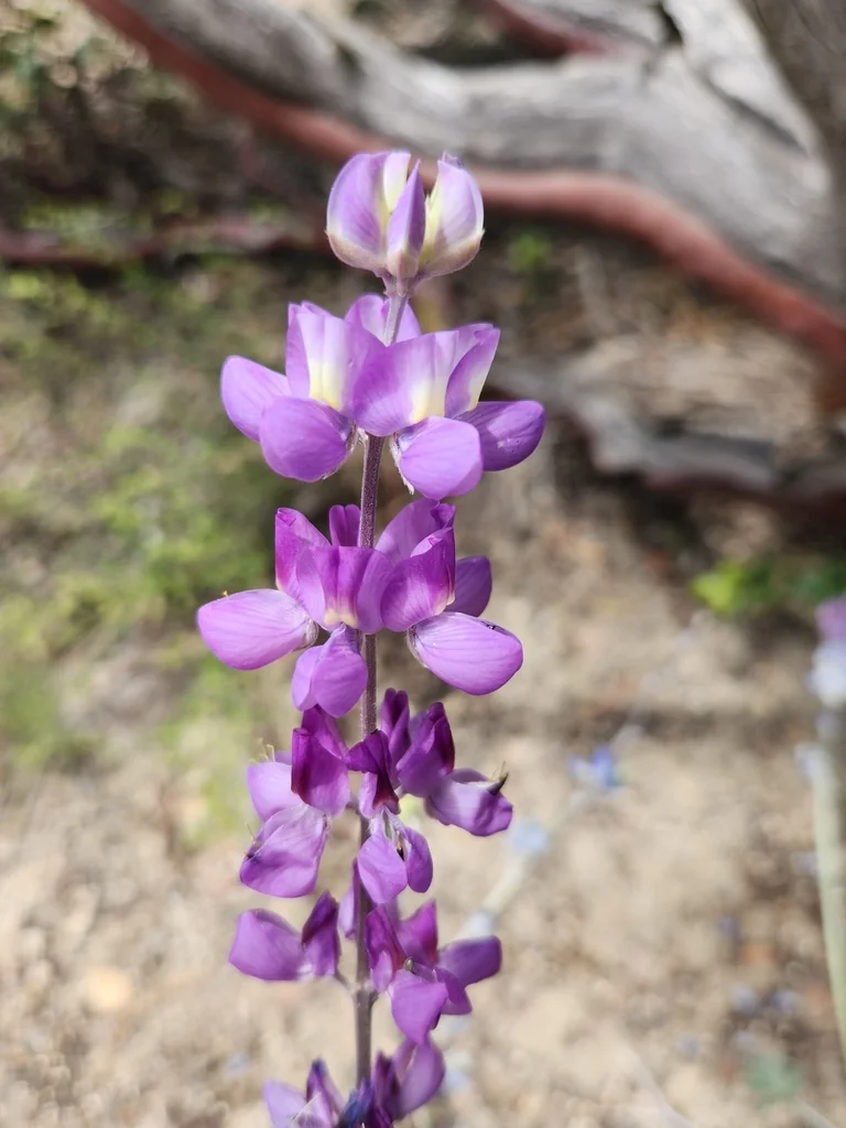 Lupinus Excubitus