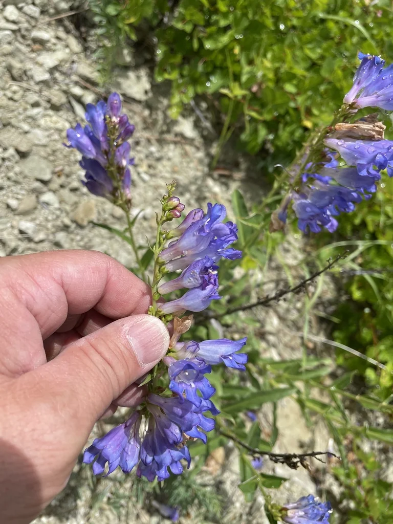 Penstemon Glaber