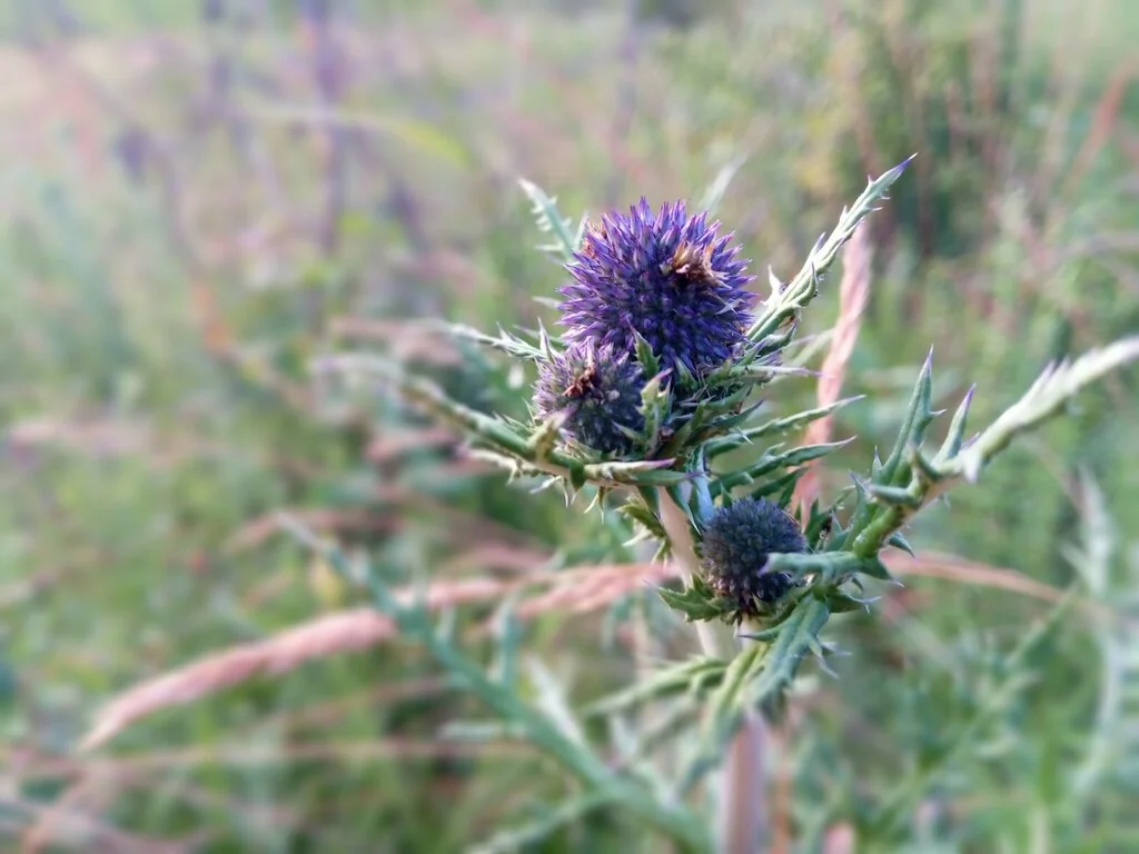 Echinops Ritro Ruthenicus