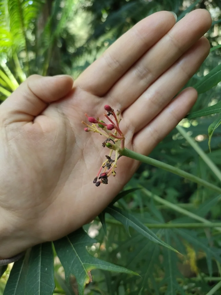 Jatropha Multifida