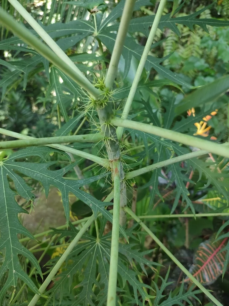 Jatropha Multifida