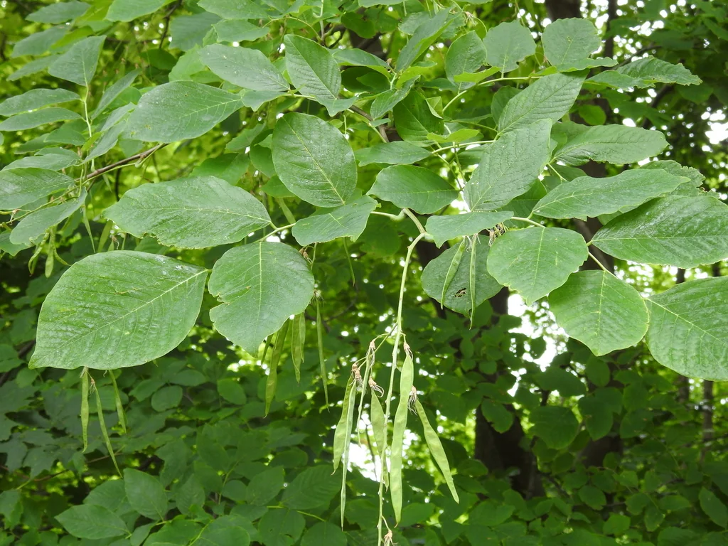 Cladrastis Kentukea