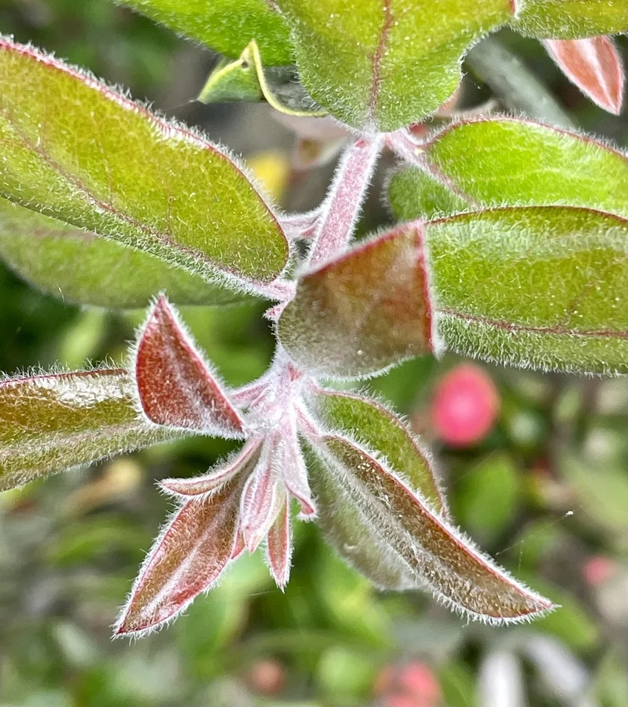 Arctostaphylos Tomentosa