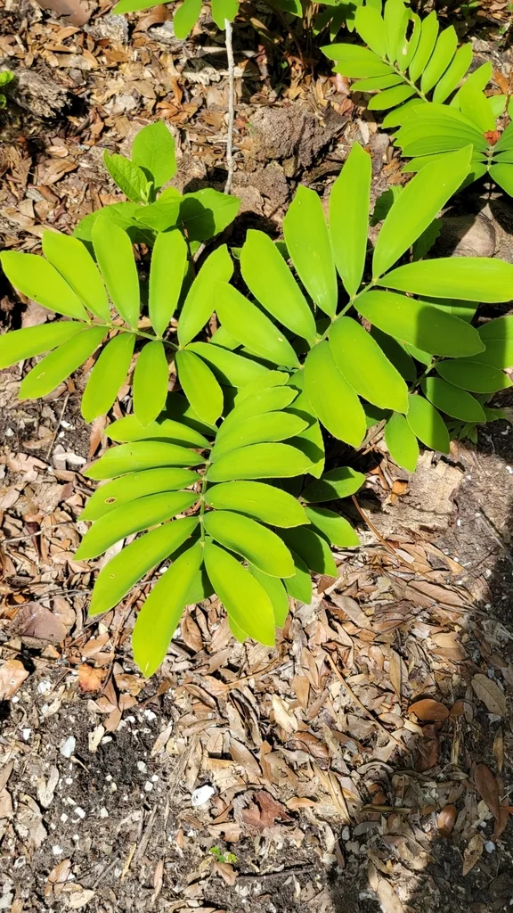 Zamia Furfuracea