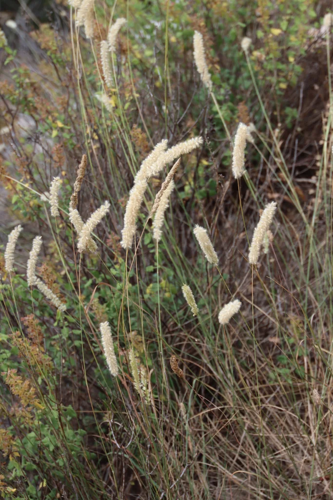 Melica Ciliata