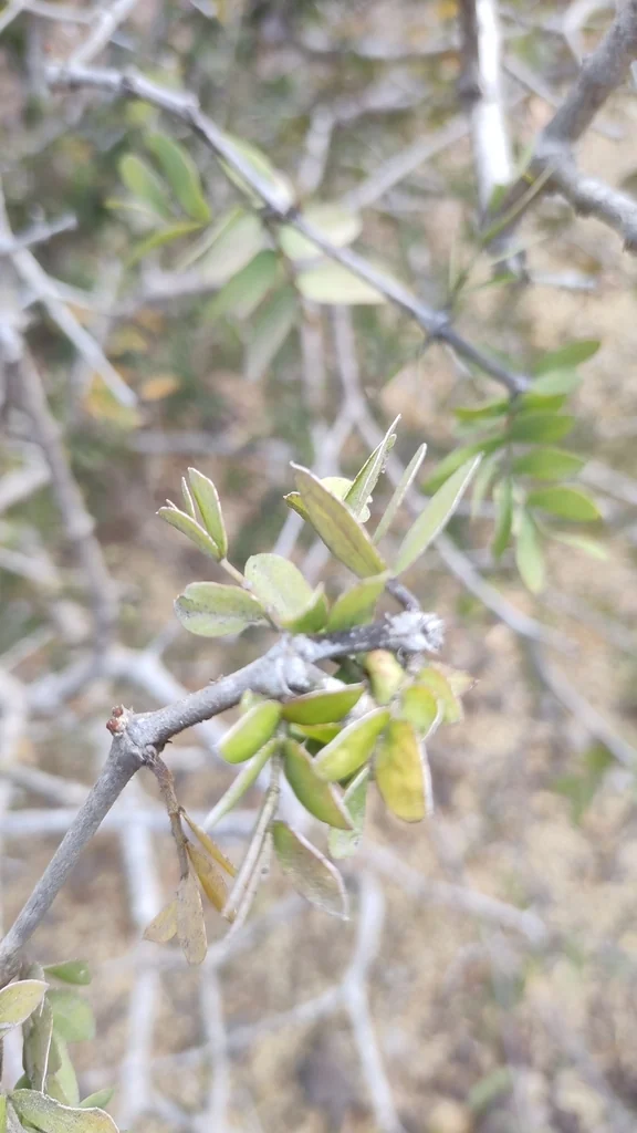 Guaiacum Coulteri