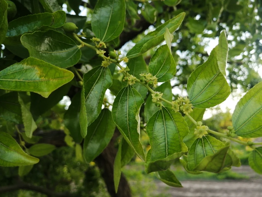 Ziziphus Jujuba