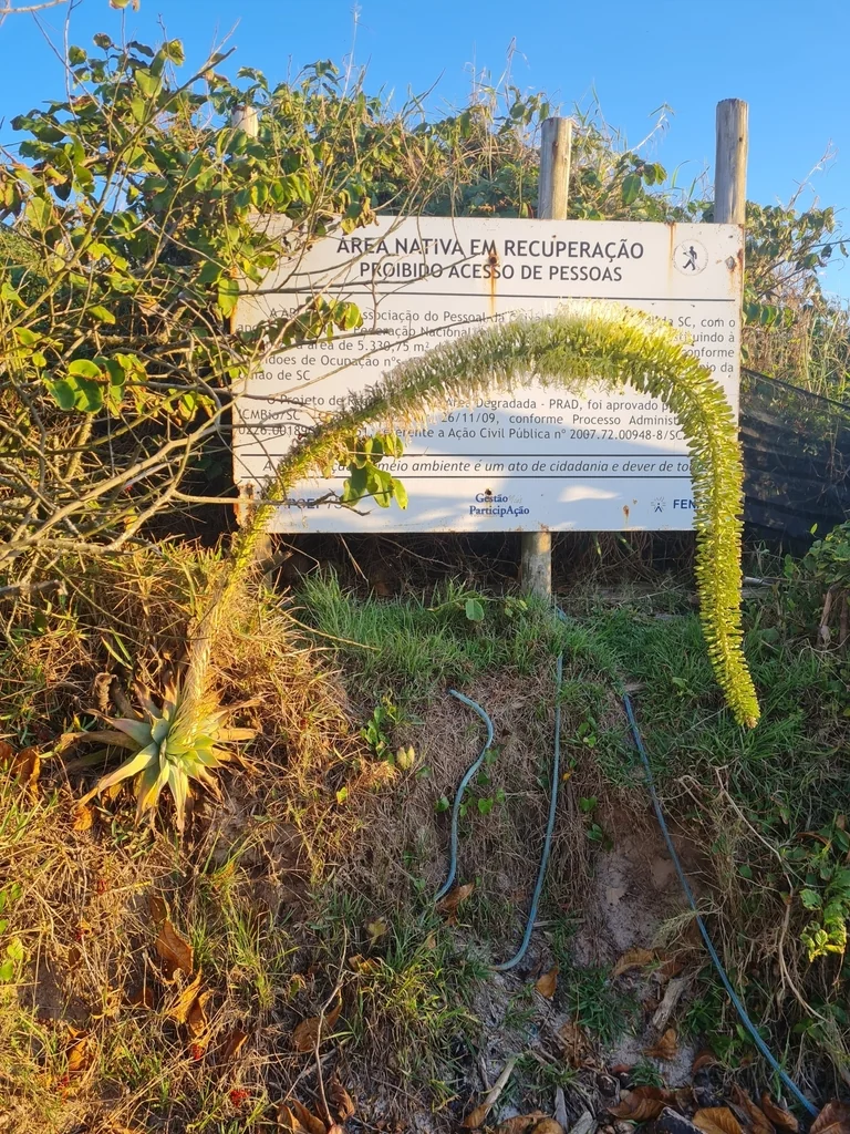 Agave Attenuata