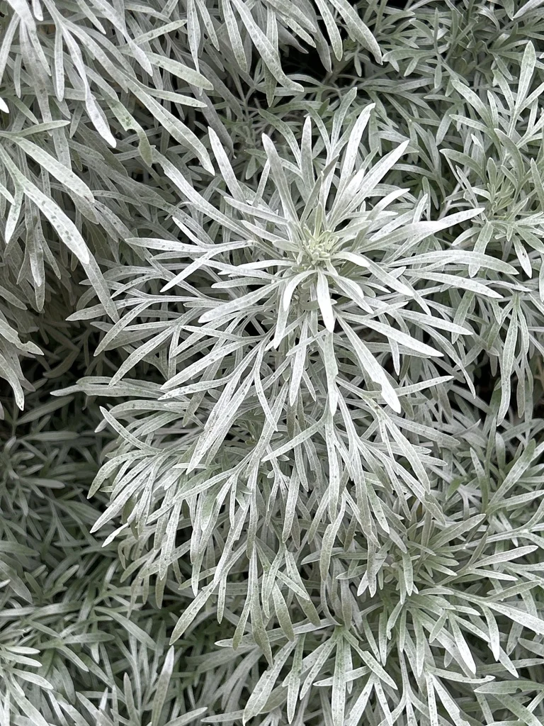 Artemisia Arborescens