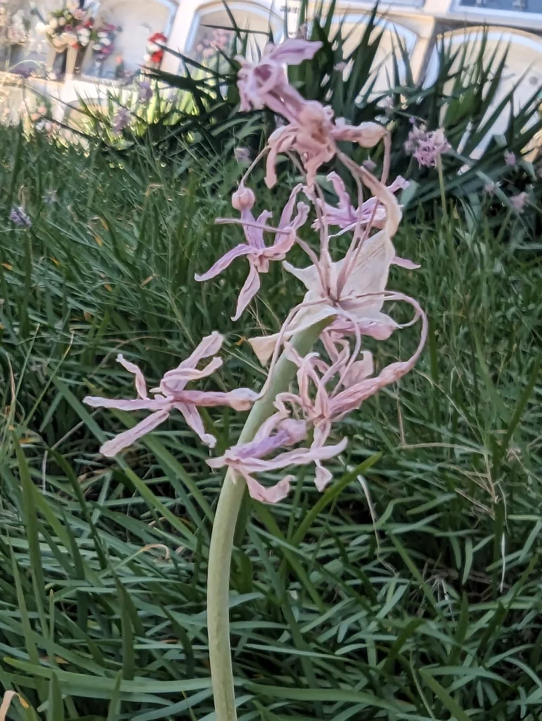Tulbaghia Violacea