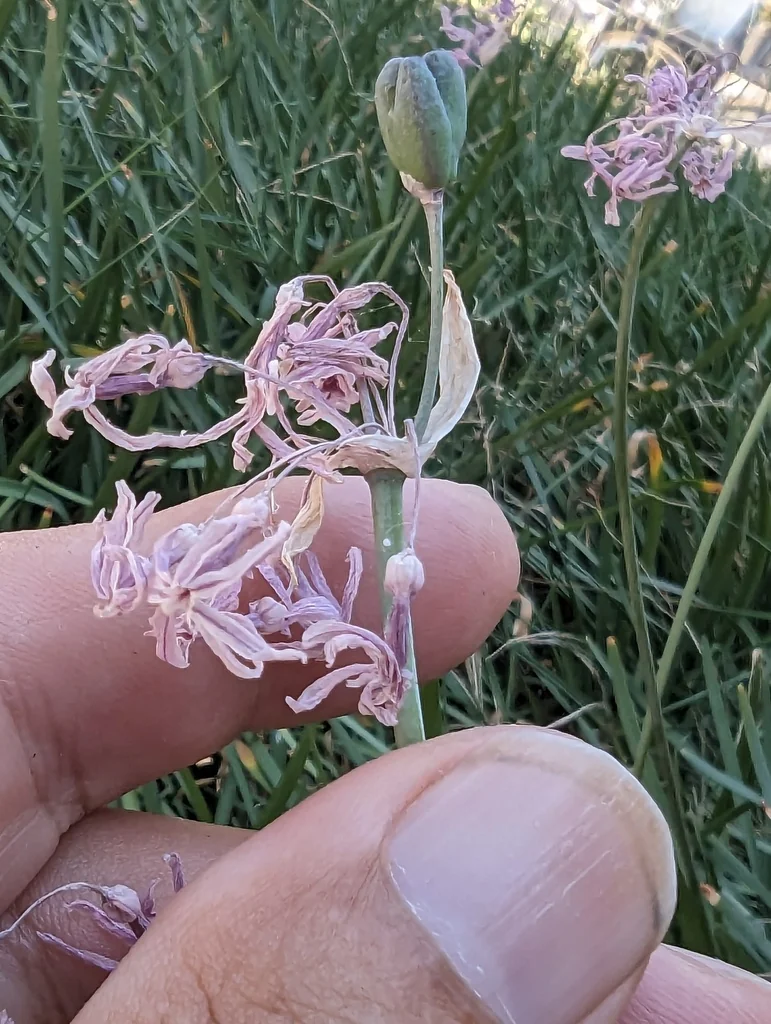 Tulbaghia Violacea