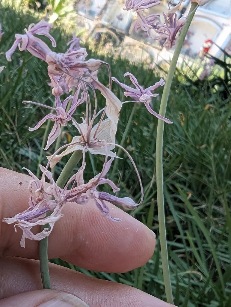 Tulbaghia Violacea