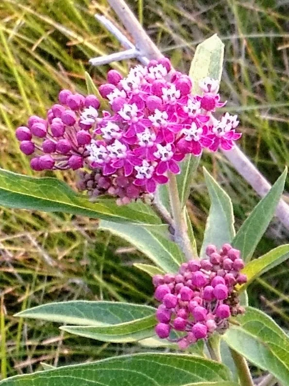 Asclepias Incarnata Pulchra