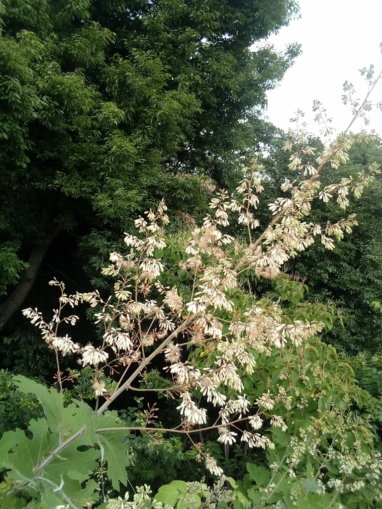 Macleaya Cordata