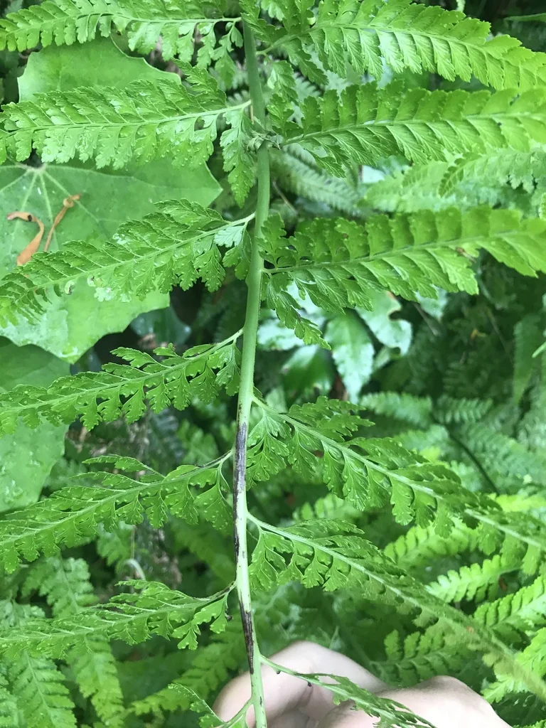 Microlepia Strigosa