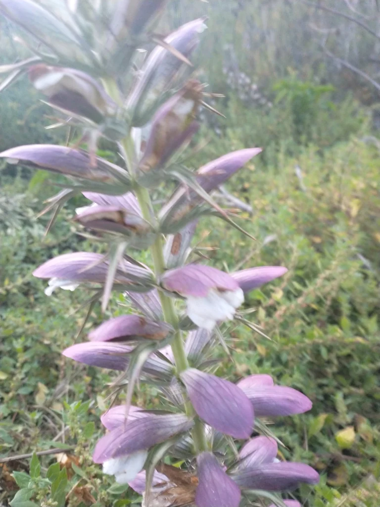 Acanthus Spinosus