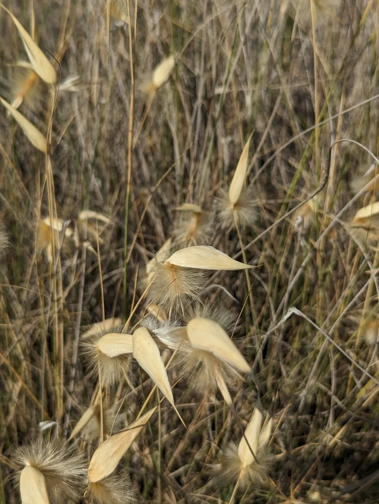 Lygeum Spartum