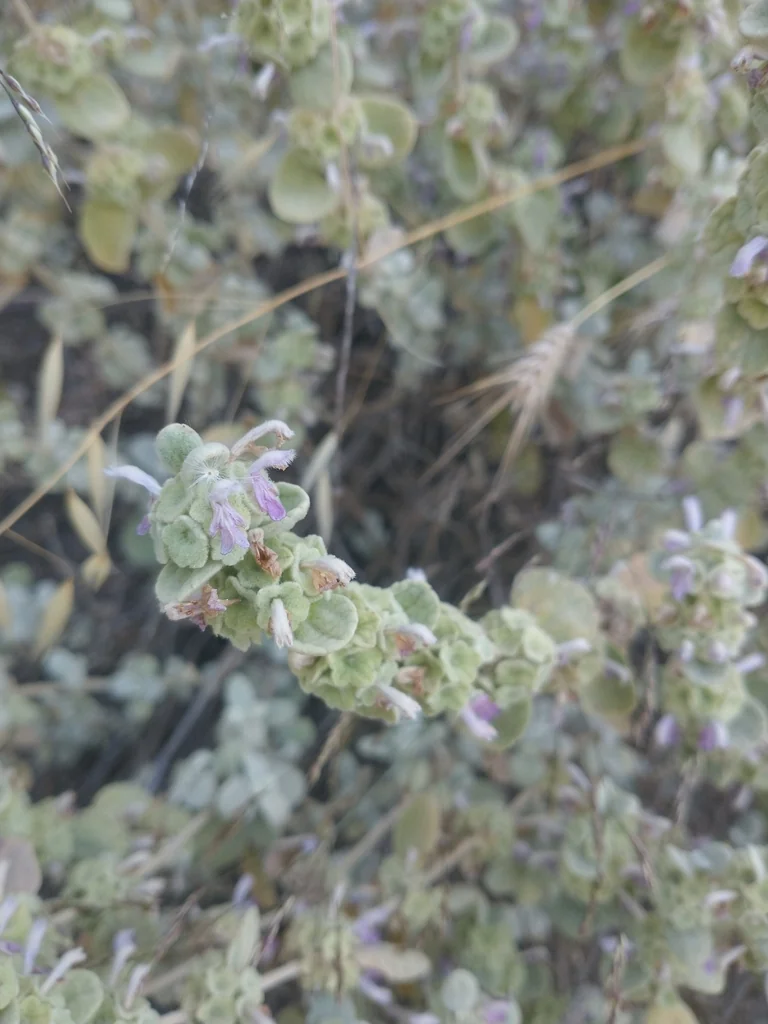 Ballota pseudodictamnus