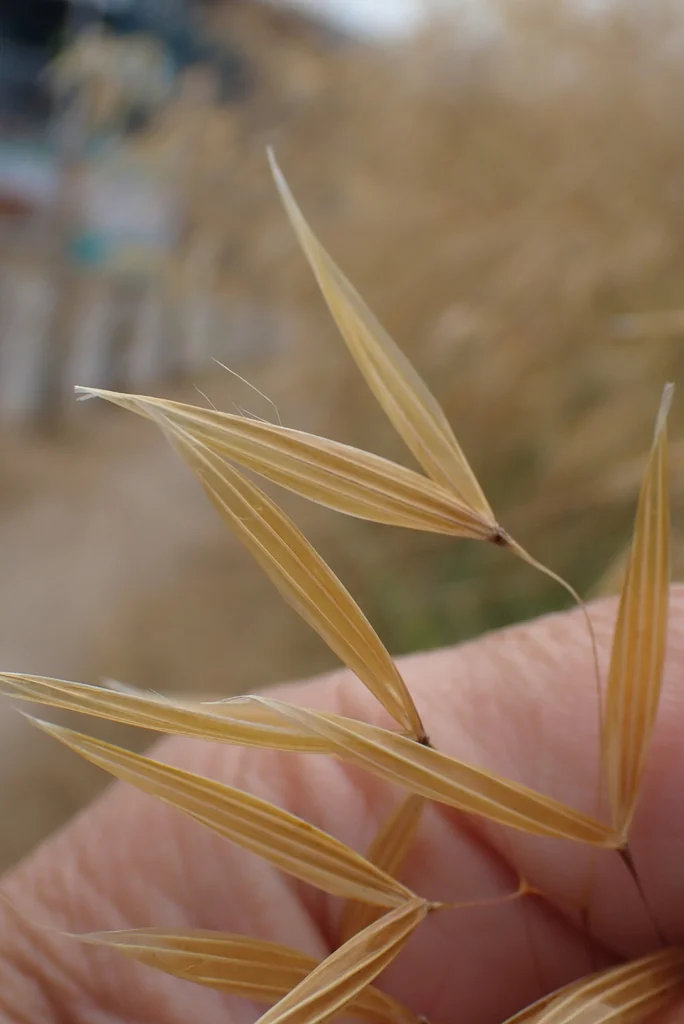 Stipa Gigantea