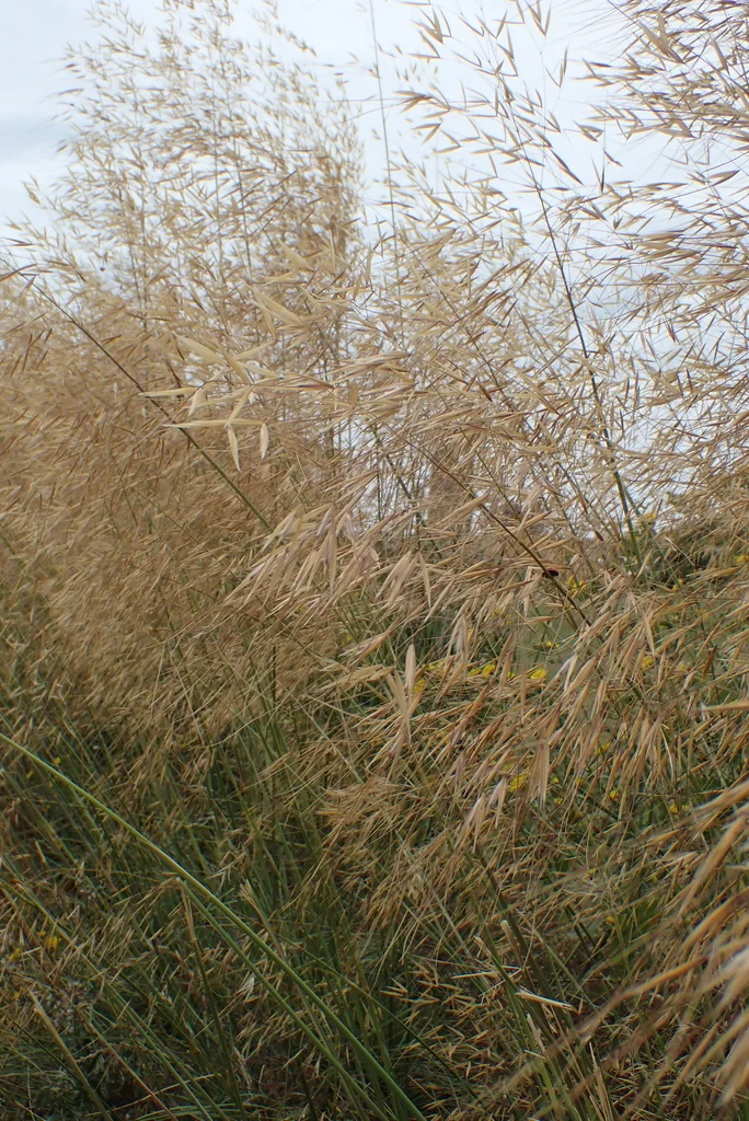 Stipa Gigantea