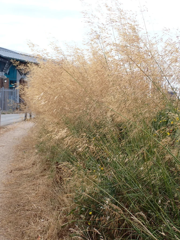 Stipa Gigantea