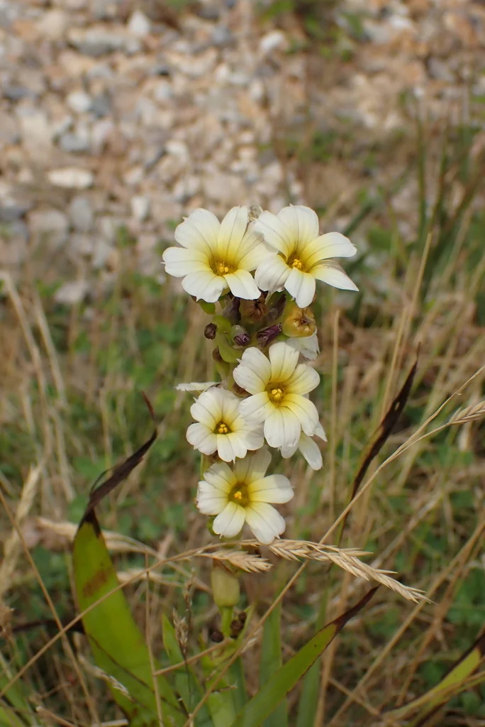 Sisyrinchium Striatum