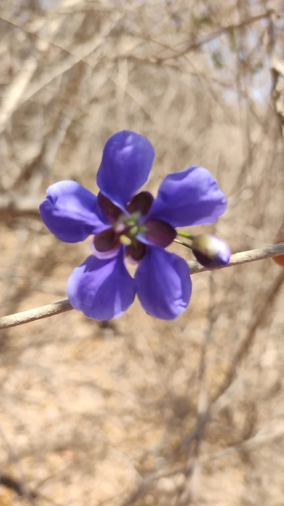 Guaiacum Coulteri