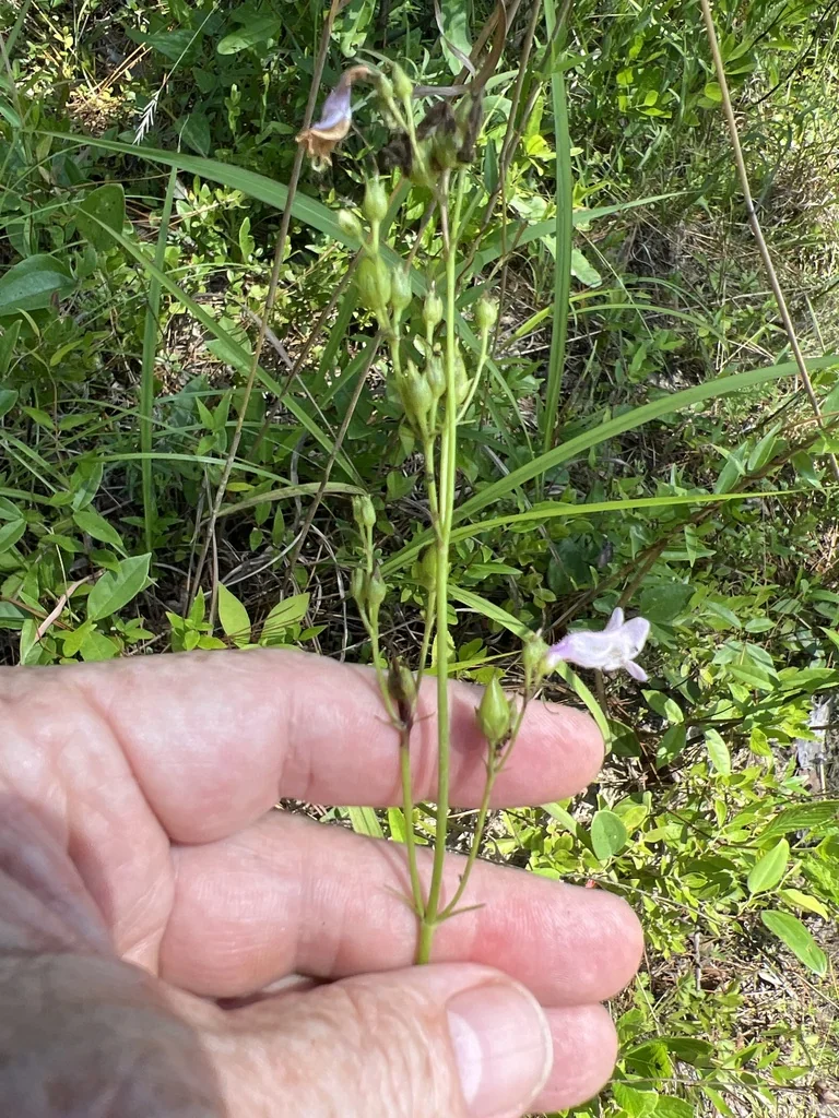 Penstemon Laevigatus