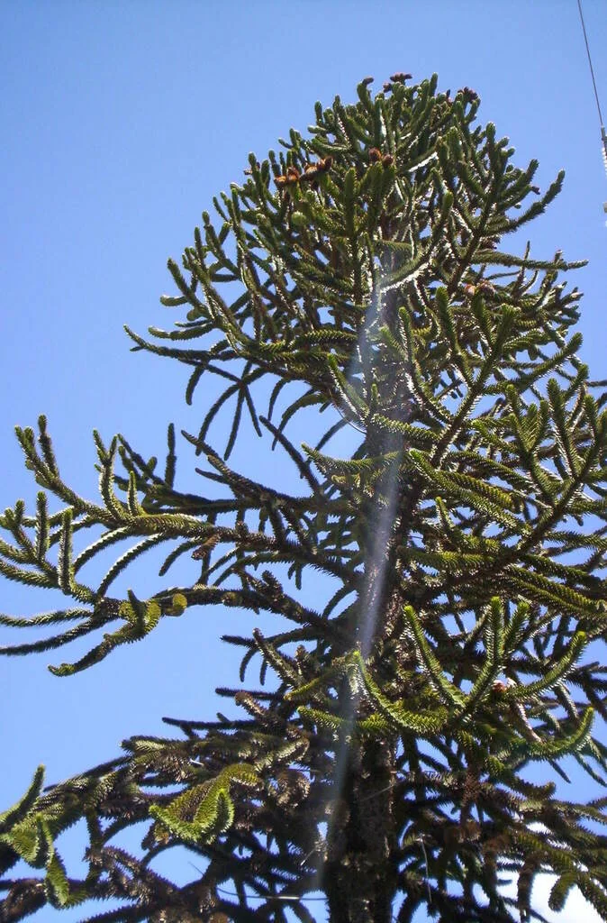Araucaria Araucana