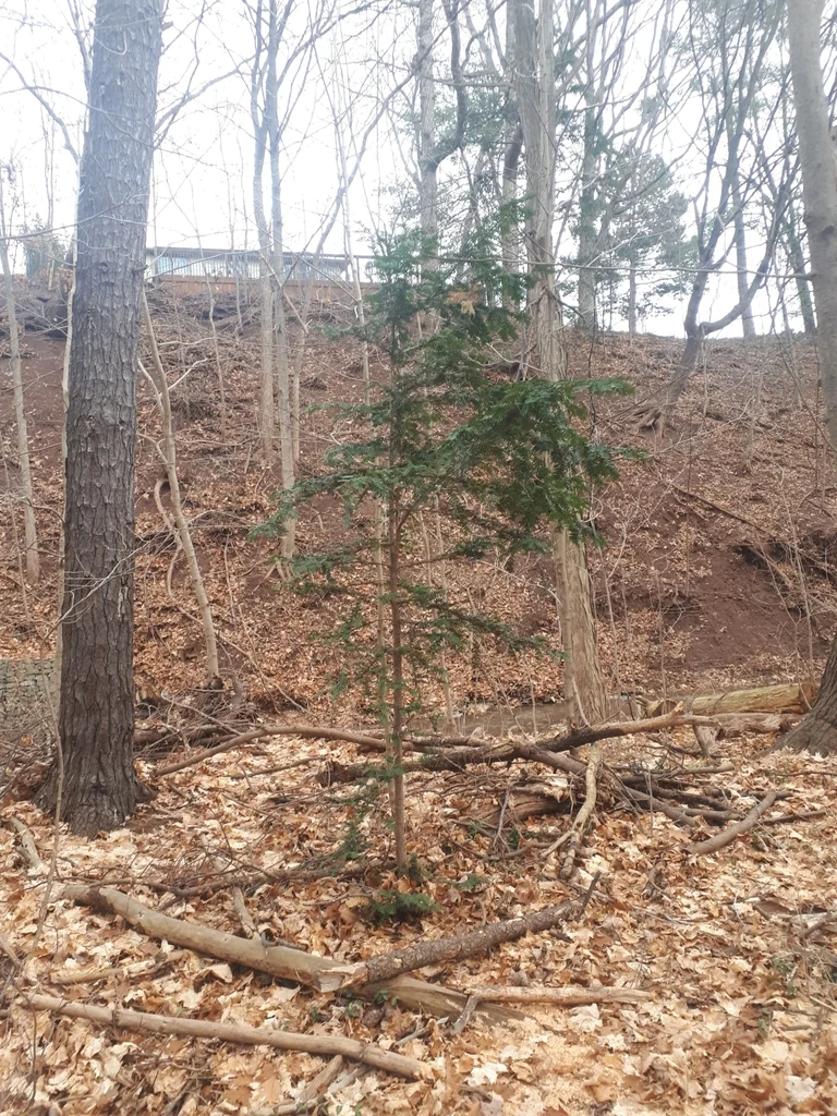 Taxus Cuspidata