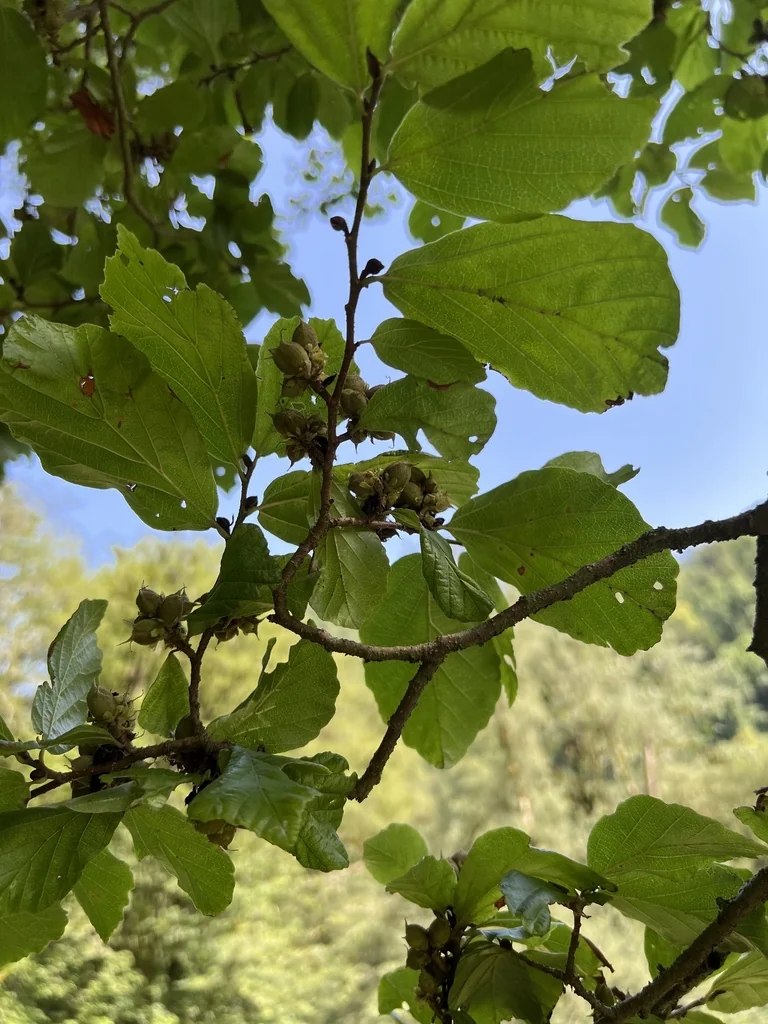 Parrotia Persica