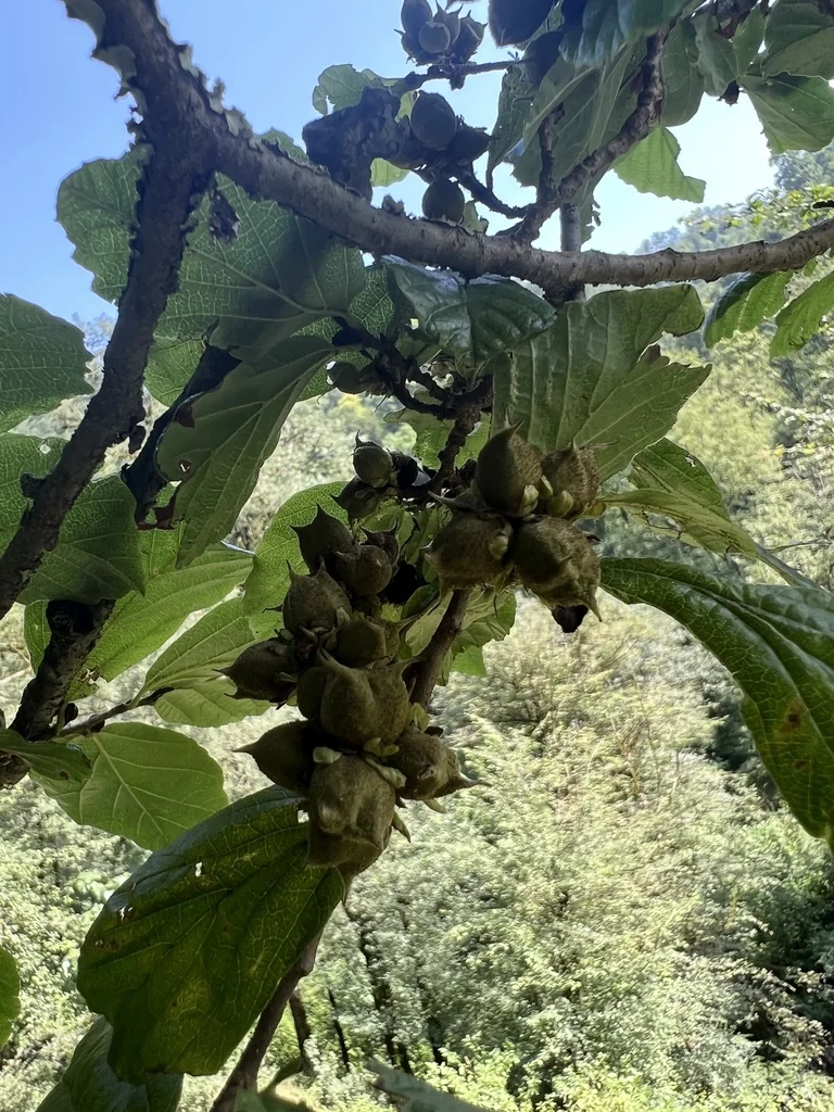 Parrotia Persica