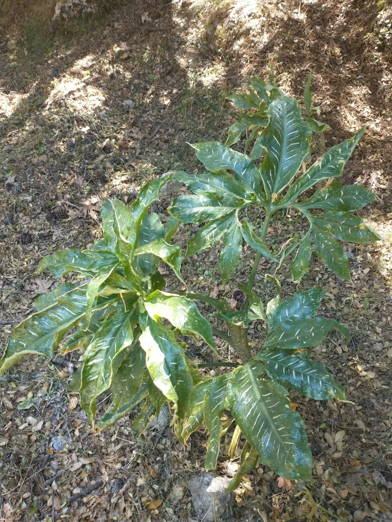 Dracunculus Vulgaris