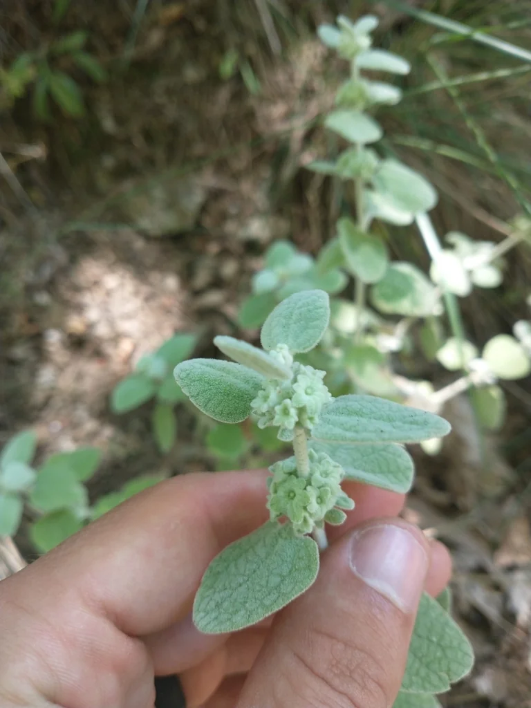 Ballota pseudodictamnus