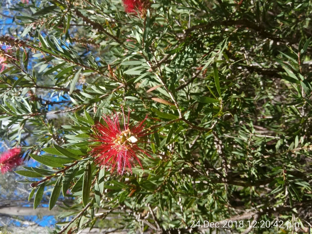 Callistemon Lanceolatus