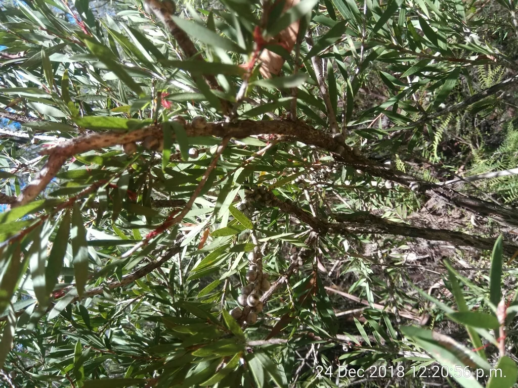 Callistemon Lanceolatus