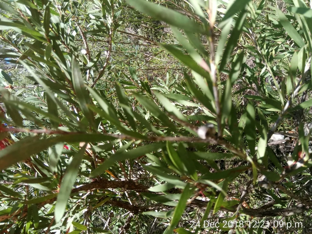 Callistemon Lanceolatus