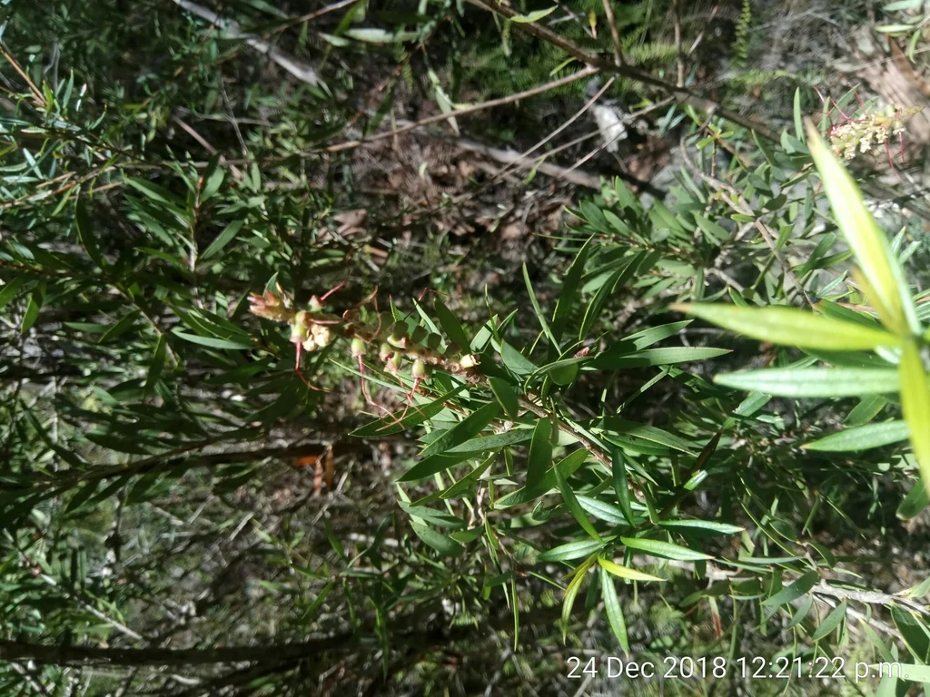 Callistemon Lanceolatus