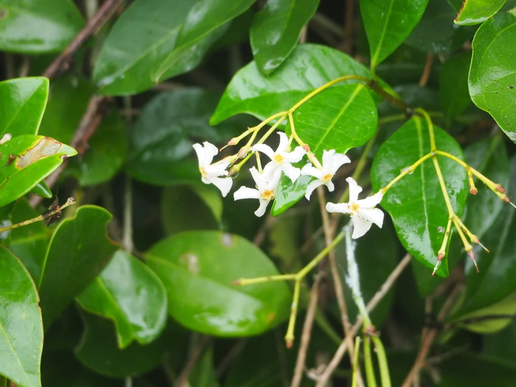 Trachelospermum Asiaticum