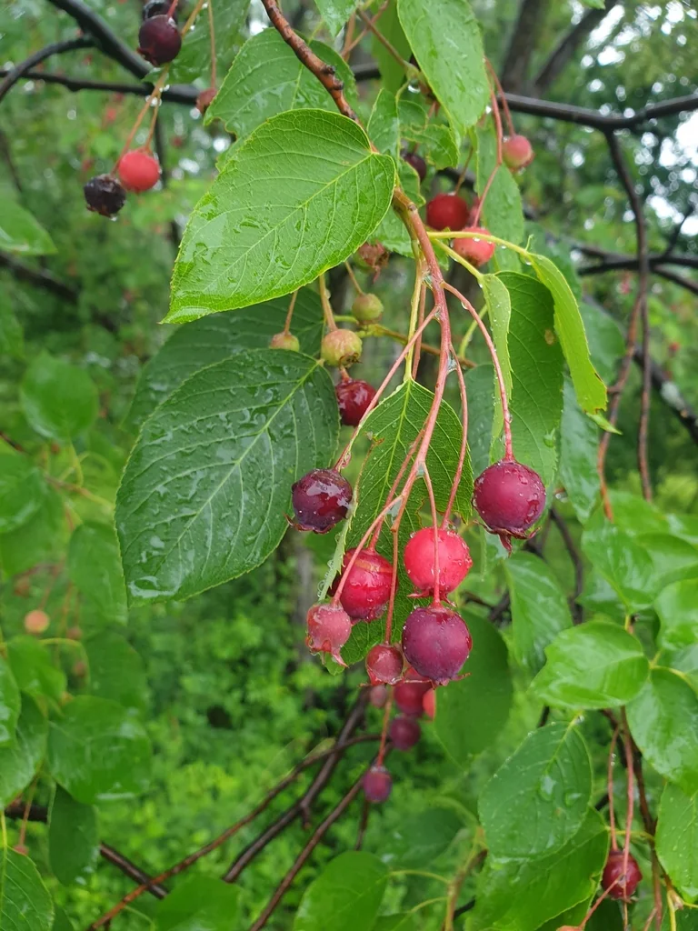 Amelanchier Laevis