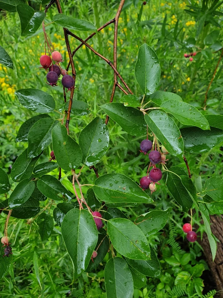 Amelanchier Laevis