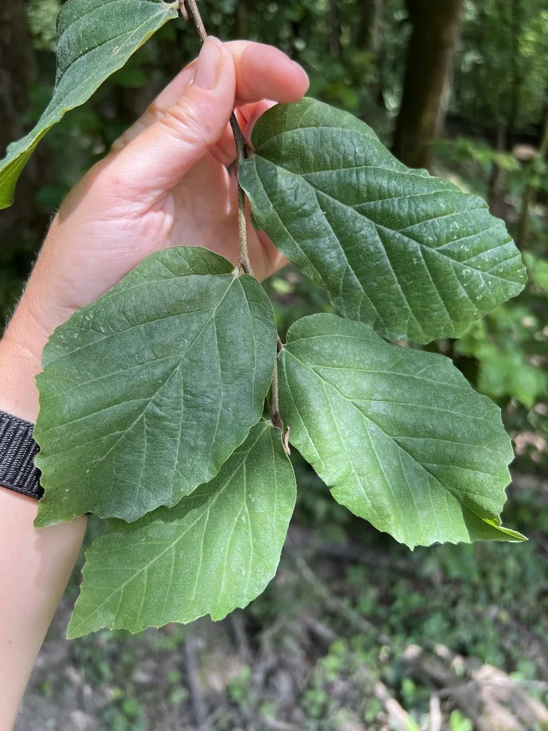 Parrotia Persica