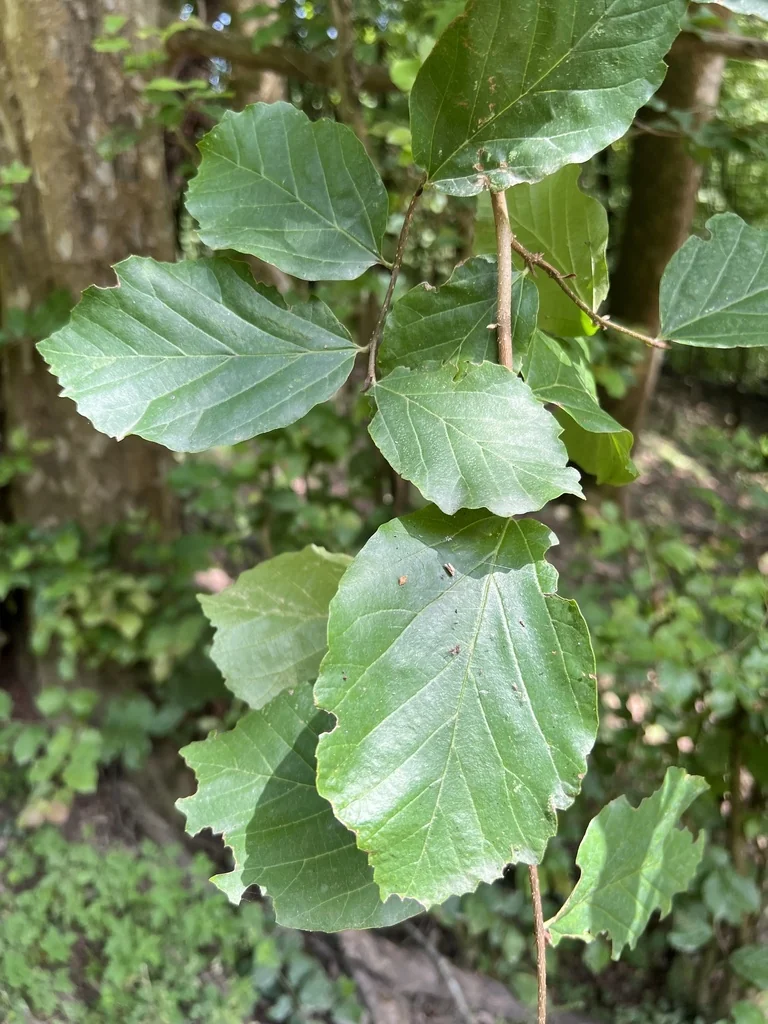 Parrotia Persica