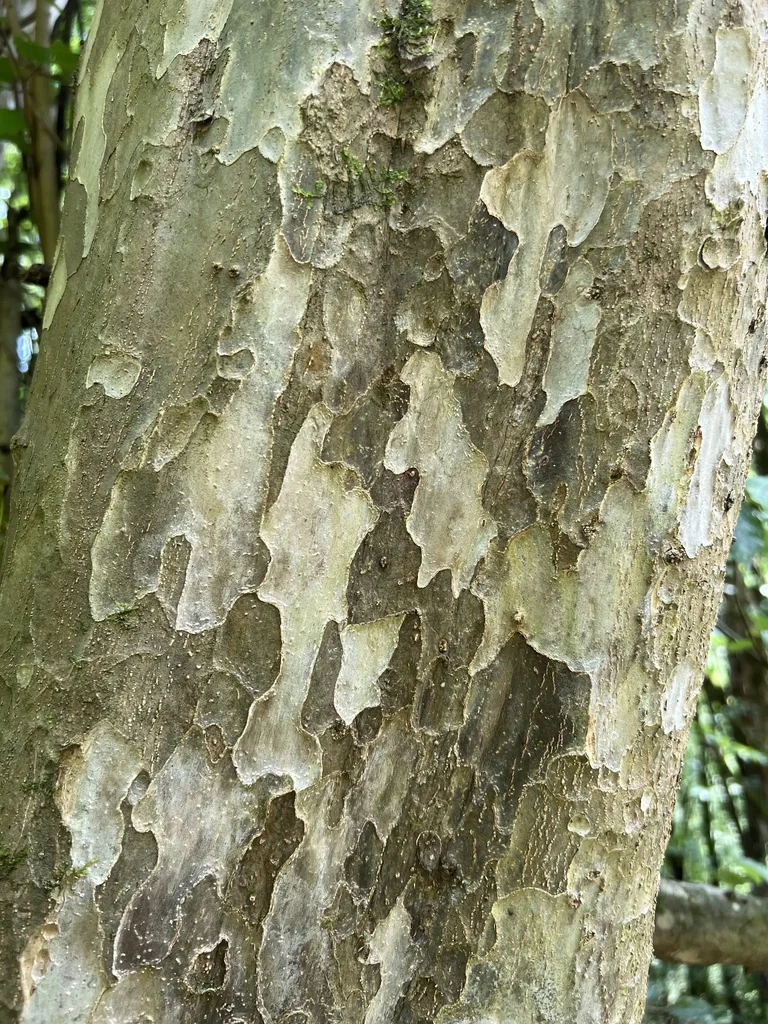 Parrotia Persica
