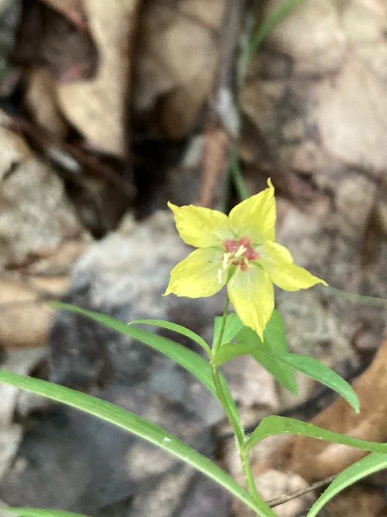 Lysimachia Lanceolata