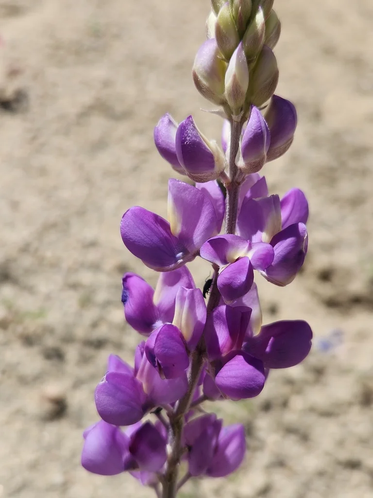 Lupinus Excubitus